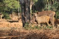 Deer in assam india