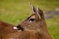 A Deer With Attitude Royalty Free Stock Photo
