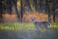 Deer In Autumn Royalty Free Stock Photo