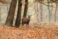Deer in autumn field Royalty Free Stock Photo