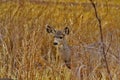 Deer in autumn grasses in New Mexico