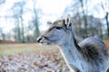 A deer in an autumn landscape