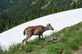 Deer avoiding the snow in the Cascade mountain range in Washington State, USA Royalty Free Stock Photo