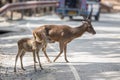 Deer and baby are crossing the road Royalty Free Stock Photo