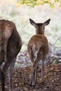 deer baby isolated in a deciduous forest