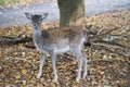 deer baby isolated in a deciduous forest