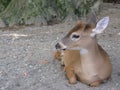 Deer baby, Odocoileus virginianus