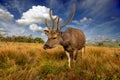Deer on a background of beautiful sky and clouds Royalty Free Stock Photo