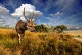 Deer on a background of beautiful sky and clouds Royalty Free Stock Photo