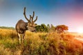 Deer on a background of beautiful sky and clouds. Sun Royalty Free Stock Photo