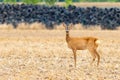 Doe in background with dump tires Royalty Free Stock Photo