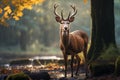 Sika deer stand alone in the forest