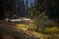 A deer at the baks of the merced river in the Yosemite valley