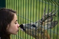 Deer bambi in zoo cage. White-tailed roe and wild animals concept. Girl feeds a fawn carpeolus in park. Royalty Free Stock Photo