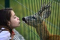 Deer bambi in zoo cage. Woman kiss white-tailed roe fawn carpeolus and wild animals concept. Royalty Free Stock Photo