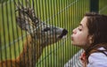 Deer bambi in zoo cage. Woman kiss white-tailed roe fawn carpeolus and wild animals concept. Royalty Free Stock Photo