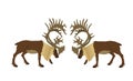 Deer battle vector illustration isolated on white background. Reindeer powerful buck with huge antlers. Rein deer fighting.