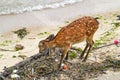 Deer At The Beach Of Miyajma Japan