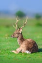 Deer with beautiful horns Royalty Free Stock Photo