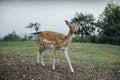 Deer Royalty Free Stock Photo