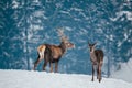 Deer in beautiful winter landscape Royalty Free Stock Photo