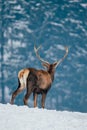 Deer in beautiful winter landscape Royalty Free Stock Photo