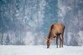 Deer in beautiful winter landscape Royalty Free Stock Photo