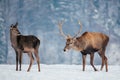 Deer in beautiful winter landscape Royalty Free Stock Photo