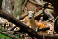 Deer bedded Doe Royalty Free Stock Photo