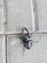 Deer beetle on concrete slabs. Lucanus Servus, Red Book. Close-up Royalty Free Stock Photo