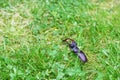 Deer beetle on the grass. Giant bug with horns. Royalty Free Stock Photo