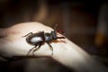 Deer beetle - a rare insect