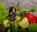 A deer beetle sits on a large ripe strawberry next to strawberry leaves