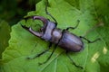 The deer beetle is on the tree. Lucanus Cervus Royalty Free Stock Photo