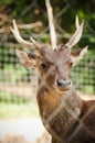 Deer Behind Fence Royalty Free Stock Photo