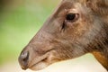 Deer Behind Fence Royalty Free Stock Photo