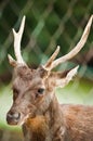 Deer Behind Fence Royalty Free Stock Photo