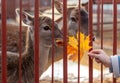 A deer behind a fence eats yellow leaves Royalty Free Stock Photo