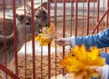 A deer behind a fence eats yellow leaves Royalty Free Stock Photo