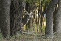 Deer behind tree Royalty Free Stock Photo