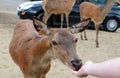Deer being hand fed at Longleat Safari Park
