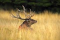 Deer, bellow majestic powerful adult red deer stag outside autumn forest, animal lying in the grass, nature habitat, France