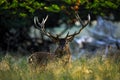 Deer, bellow majestic powerful adult red deer stag outside autumn forest, animal lying in the grass, nature habitat, France