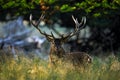 Deer, bellow majestic powerful adult red deer stag outside autumn forest, animal lying in the grass, nature habitat, France Royalty Free Stock Photo