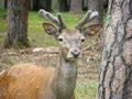 A deer in Belovezhskaya Puscha, Belarus Royalty Free Stock Photo