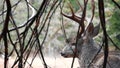 Deer with big antlers portrait, California wildlife fauna. Buck face, stag head.