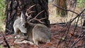 Deer with big antlers portrait, California wildlife fauna. Buck face, stag head.