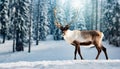 Deer with big antlers in winter snowy forest. Wild animal Royalty Free Stock Photo