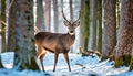 Deer with big antlers in winter snowy forest. Wild animal Royalty Free Stock Photo