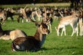 DEER Royalty Free Stock Photo